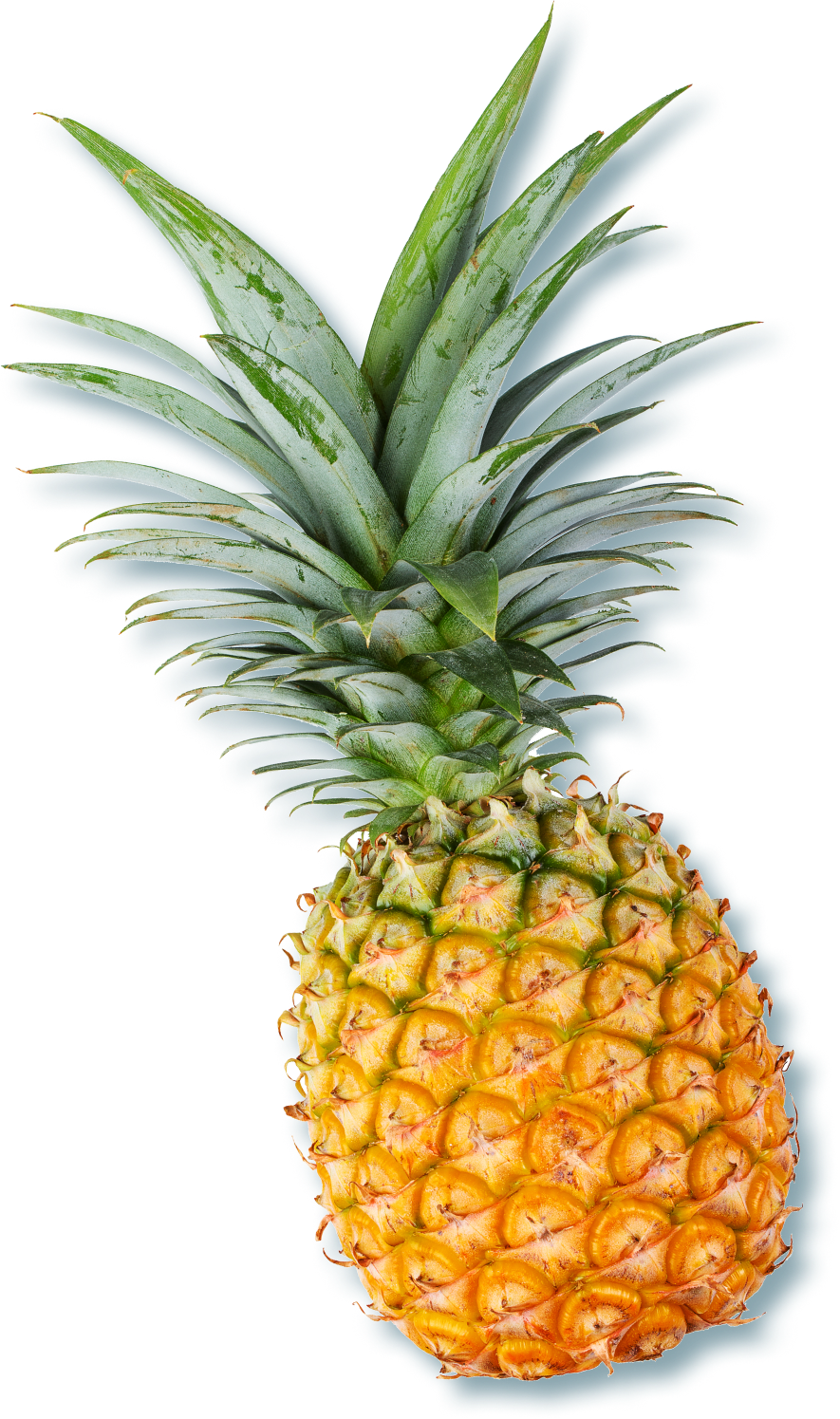 A pineapple with its leaves still on the fruit